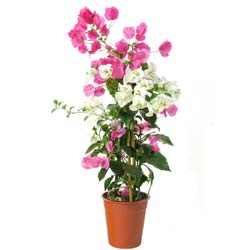 Bougainvillea, 2 colors